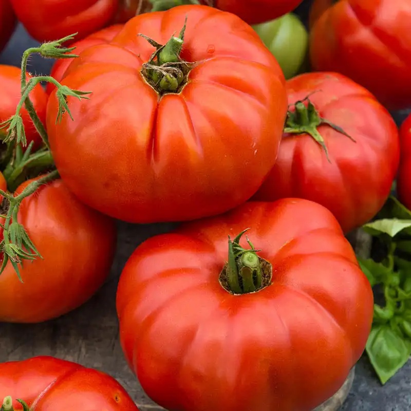 A close-up view of ripe, plump red tomatoes with green stems, showcasing their vibrant color and texture.