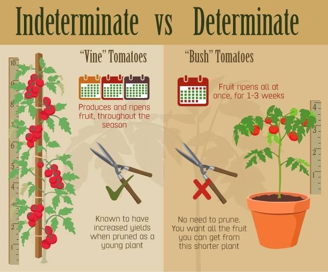 Comparison chart highlighting the differences between indeterminate (vine) and determinate (bush) tomatoes, including growth habits and fruiting patterns.