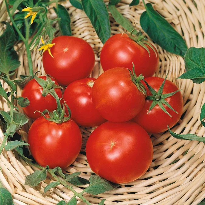 A collection of ripe red tomatoes nestled in a woven basket, accompanied by green leaves and yellow flower buds.
