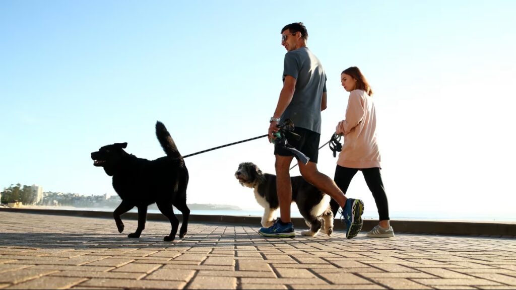 A man and a woman walking two dogs along a waterfront promenade under a clear blue sky.