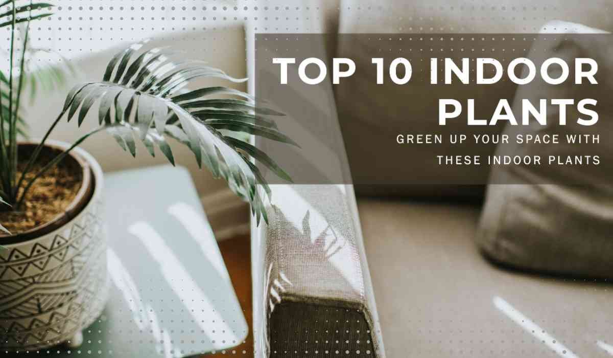 Top 10 Houseplants