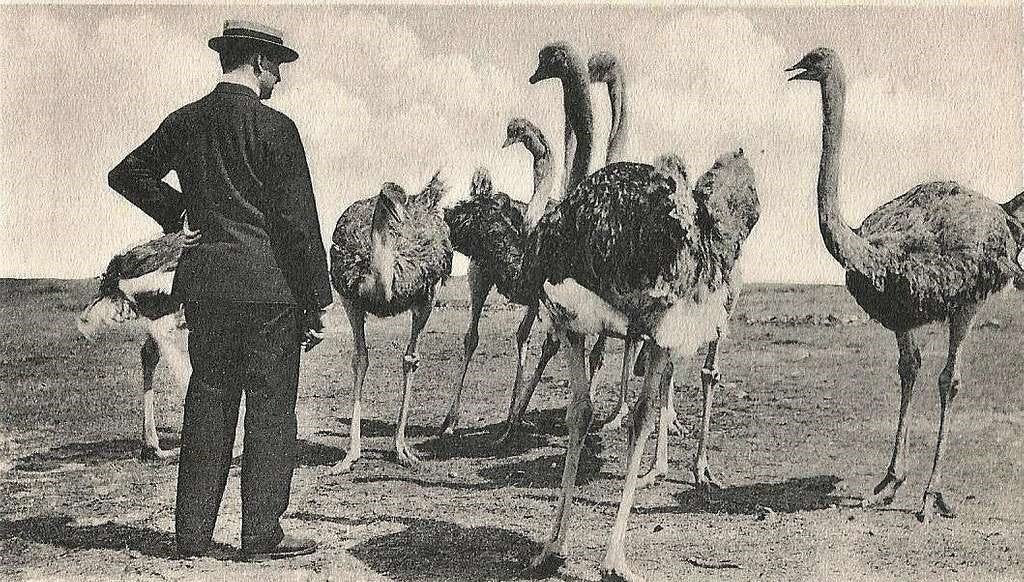 The Great Emu War: When Australia’s Army Went to War Against Birds