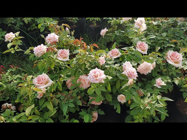 How to Care for Rose Plants: 12 Expert Tips for More Flowers, Healthier Leaves, and Bigger Blooms