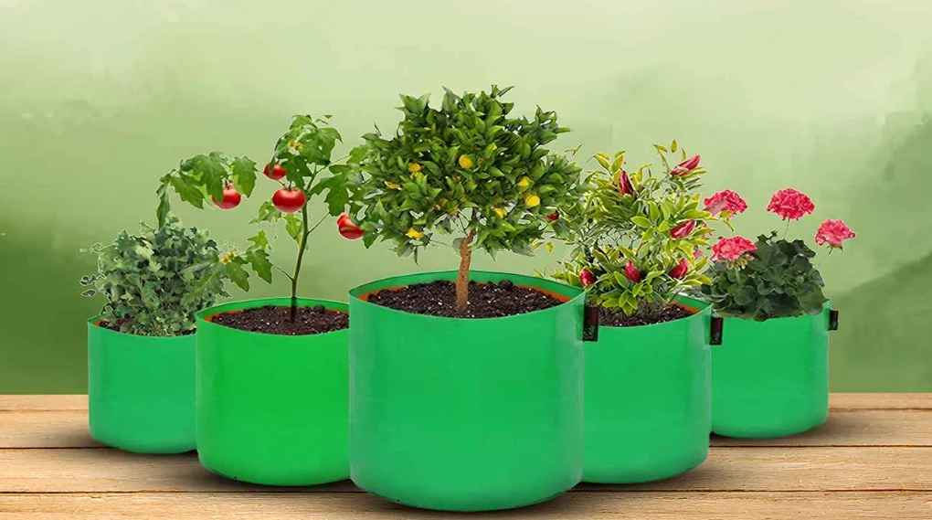 Fruit Gardening Made Simple: Top Potted Fruits for Indian Climates
