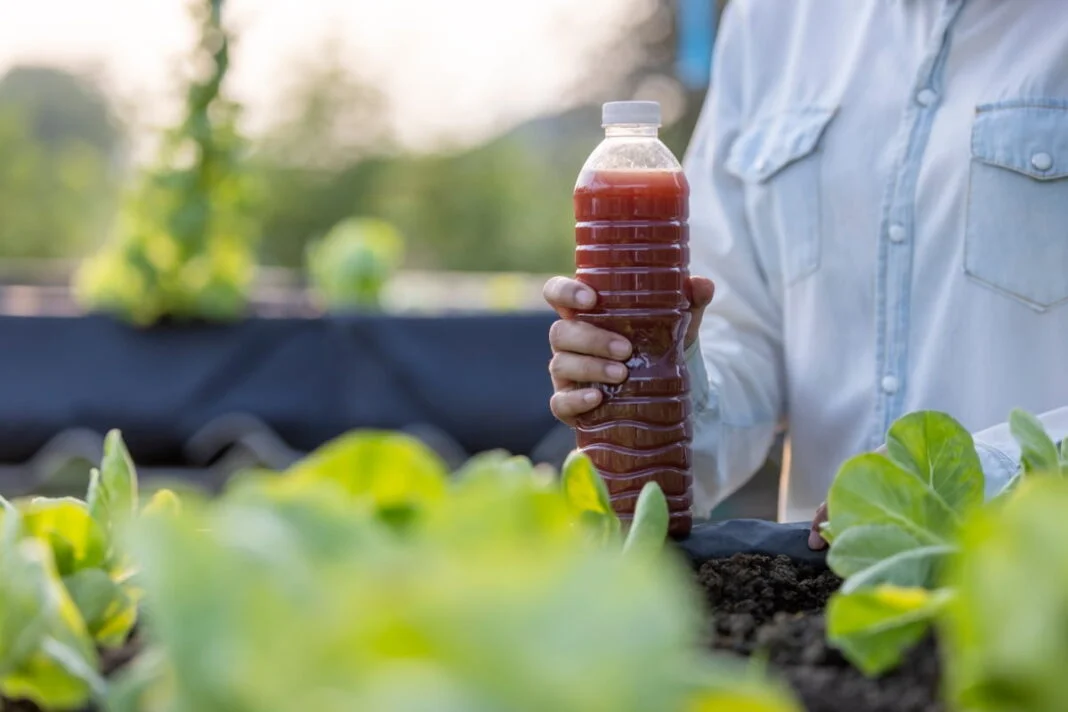 Best Homemade Organic Fertilizers for Houseplants You Need to Know