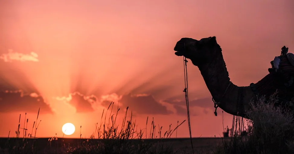 Certainly! Here are 10 compelling reasons to explore Rajasthan