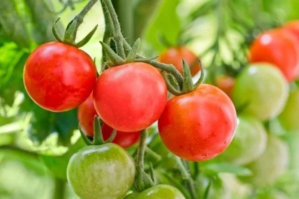 How to Grow Tomatoes at Home Without Failure