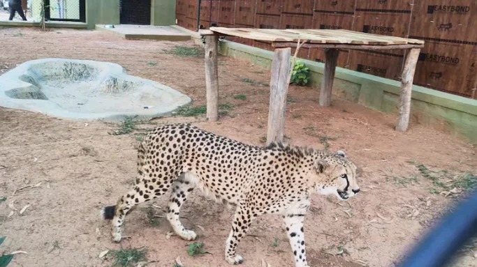 Cheetahs in Karnataka Return After 70 Years, 4 Brought From South Africa