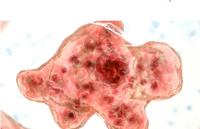 Amoebae Risks Warning: Experts Highlight Growing Public Health Concerns