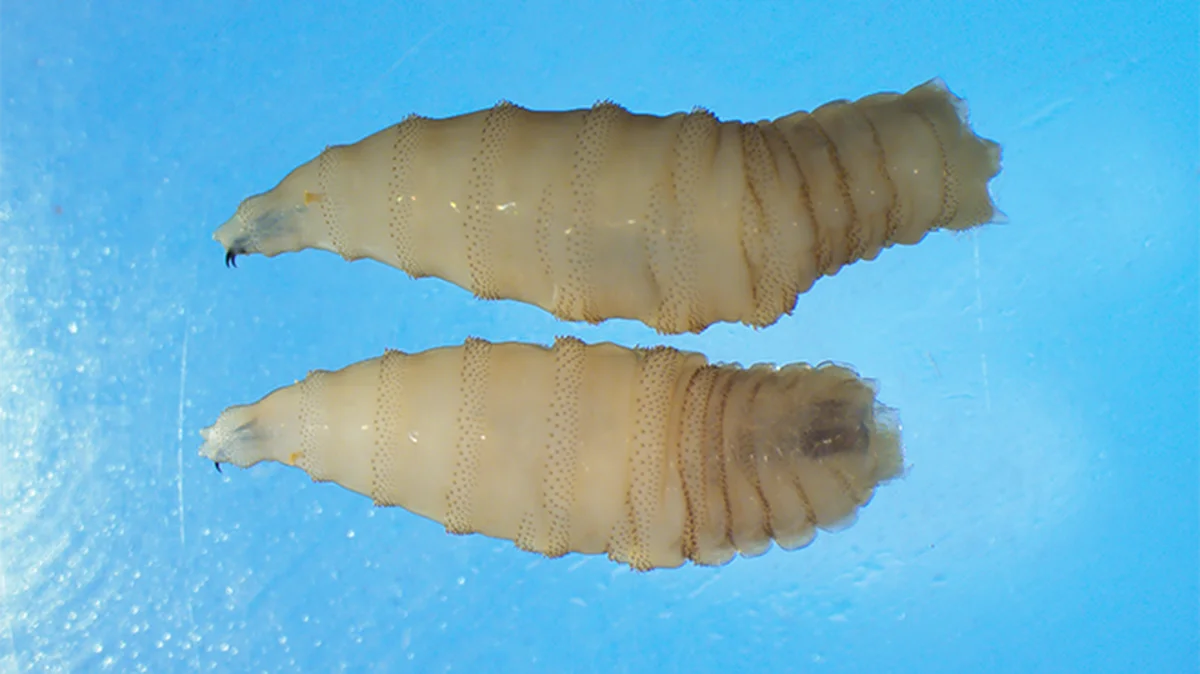 Screwworm Parasite Detected in Texas as USDA Confirms New Case of Flesh-Eating Pest