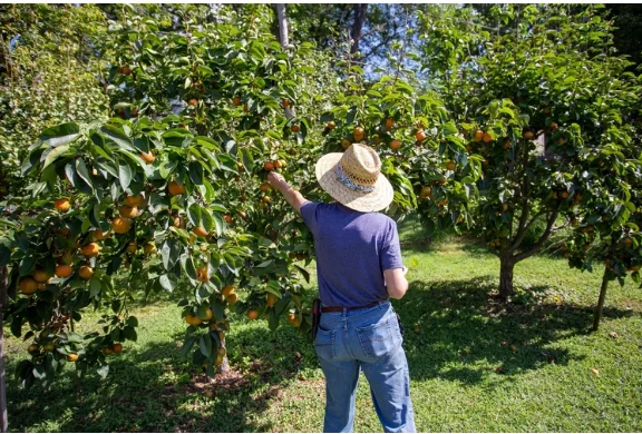 Fruit Trees Inspired by an Artist’s Journey From Clay Creations to Nature