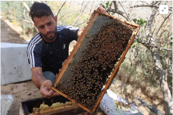 Gaza Beekeepers Struggle to Rebuild After Fields and Hives Are Destroyed