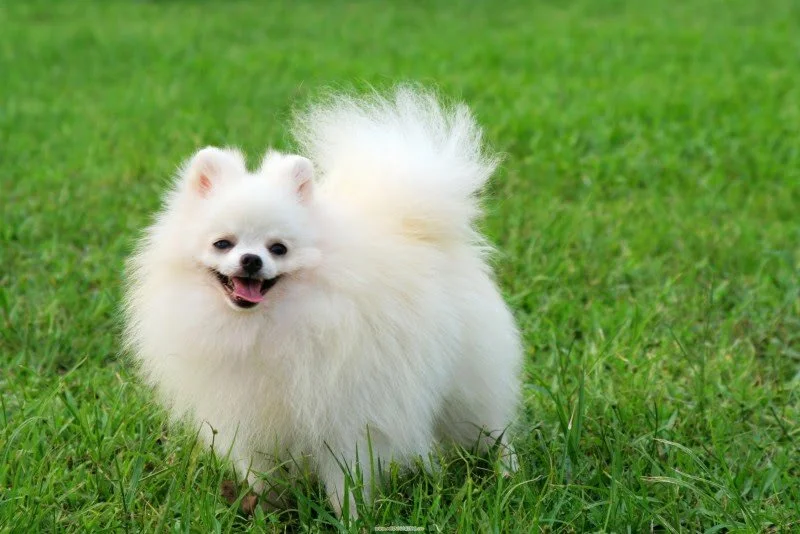 Why Your Dog Acts Differently Around Different People